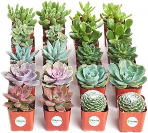 Read more about the article 20% off Plants and Succulents from Shop Succulents @ Amazon